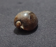 Pseudozonaria arabicula