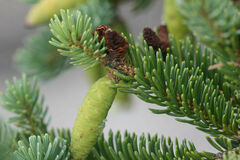 Picea glauca