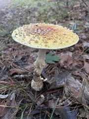 Amanita