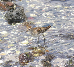 Calidris subminuta