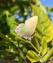 Callophrys xami