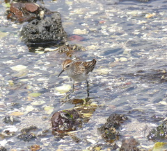 Calidris subminuta