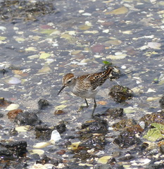 Calidris subminuta