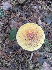 Amanita