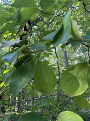 Styrax grandifolius