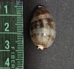 Pseudozonaria arabicula