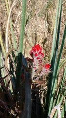Castilleja arvensis pastorei