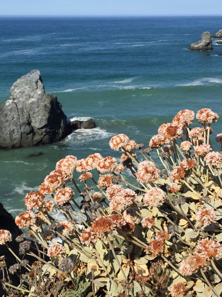 Seaside Buckwheat (Thornton Vista Natives Garden) · iNaturalist