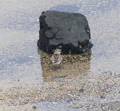 Calidris ruficollis