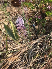 Merwilla plumbea
