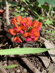 Kennedia coccinea