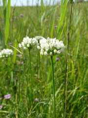 Allium angulosum