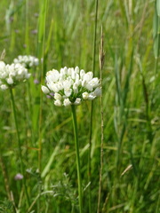 Allium angulosum