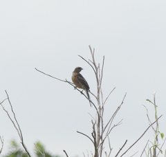 Emberiza cioides