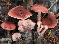 Cystoderma superbum
