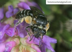 Colletes sidemii