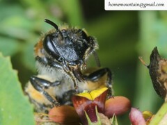 Colletes sidemii