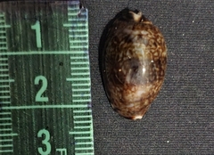 Pseudozonaria arabicula