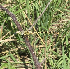 Onychogomphus flexuosus