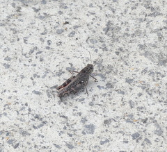 Calliptamus abbreviatus