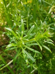Galium