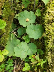 Alchemilla mollis