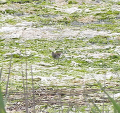 Calidris subminuta