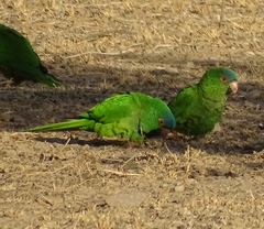 Thectocercus acuticaudatus