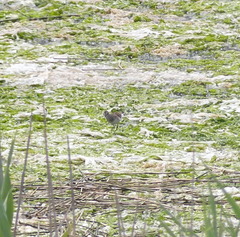 Calidris subminuta