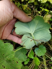 Alchemilla mollis