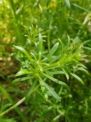 Galium