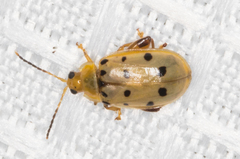 Walterianella durangoensis