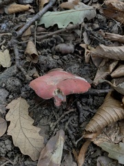 Russula