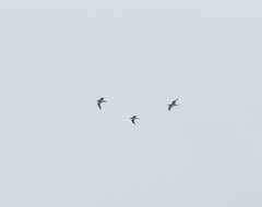 Calidris subminuta