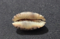 Pseudozonaria arabicula