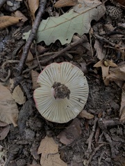 Russula