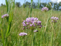 Allium angulosum