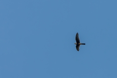 Falco femoralis