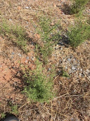 Dittrichia graveolens
