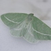 Chlorosea nevadaria - Photo (c) James Bailey, algunos derechos reservados (CC BY-NC), subido por James Bailey