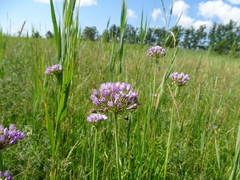 Allium angulosum