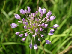 Allium angulosum