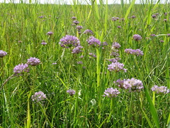 Allium angulosum
