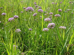 Allium angulosum
