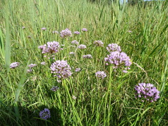 Allium angulosum