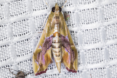 Agathodes monstralis