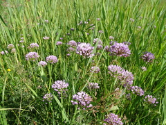 Allium angulosum