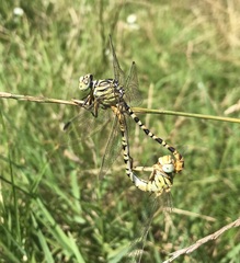 Onychogomphus flexuosus
