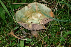 Lactarius sanguifluus