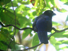 Trogon chionurus